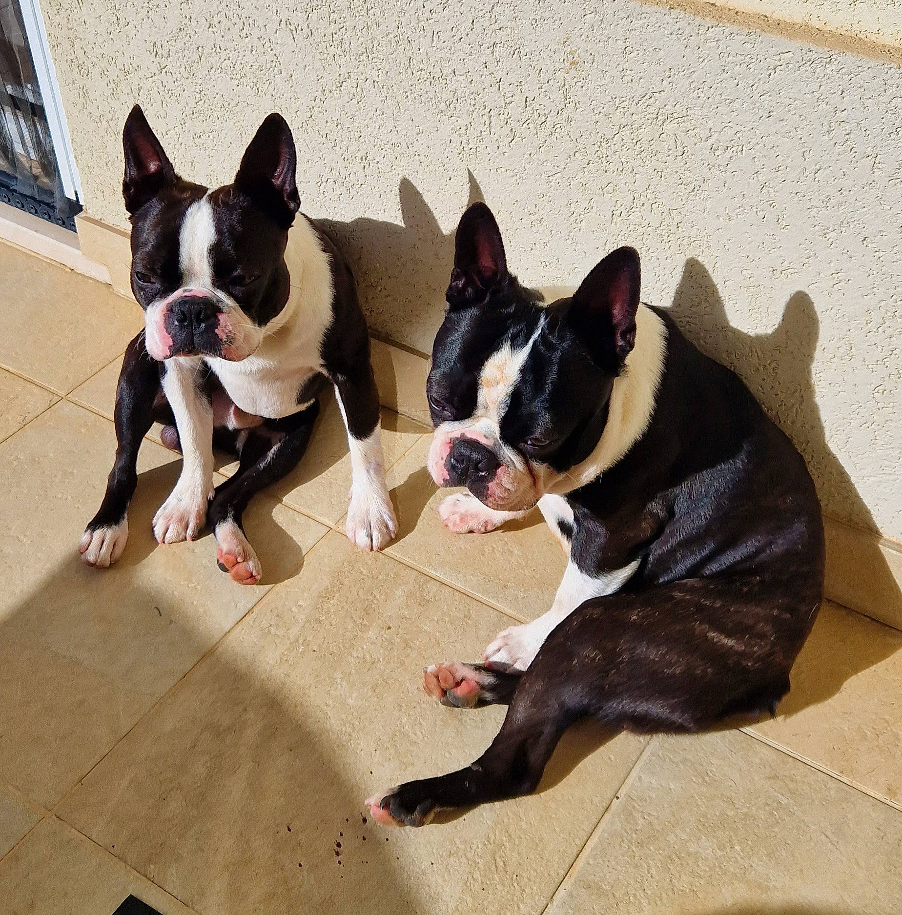 Scott a rejoint le concours — aidez-le/la à gagner de superbes lots ! art, boston_terrier, bulldog, canidae, carmine, carnivore, comfort, companion_dog, dog, dog_breed, dog_collar, fawn, french_bulldog, snout, sporting_group, tail, toy_dog, whiskers, window, working_animal