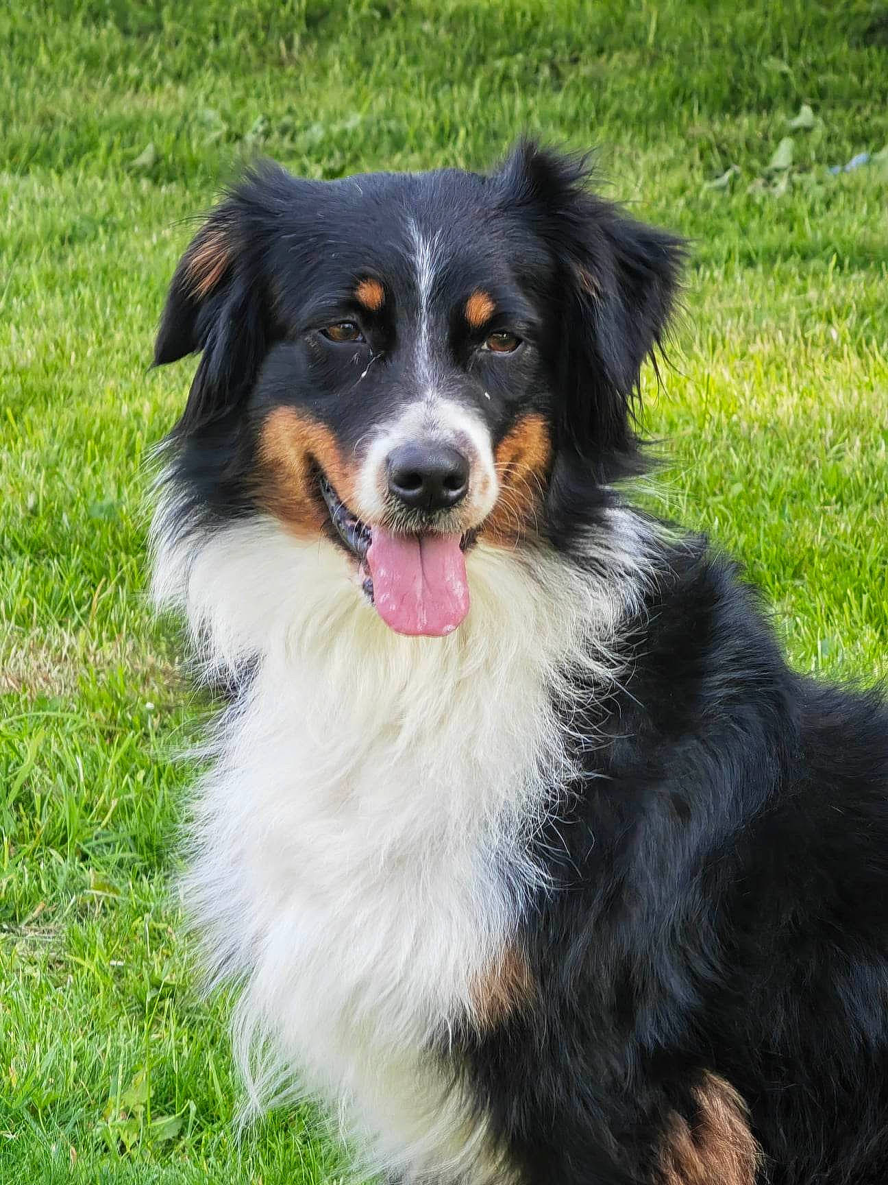 Chipie participe au concours pour gagner de l'argent avec cette photo : border_collie, canidae, carnivore, companion_dog, dog, dog_breed, grass, herding_dog, plant, smile, snout, sporting_group, working_dog