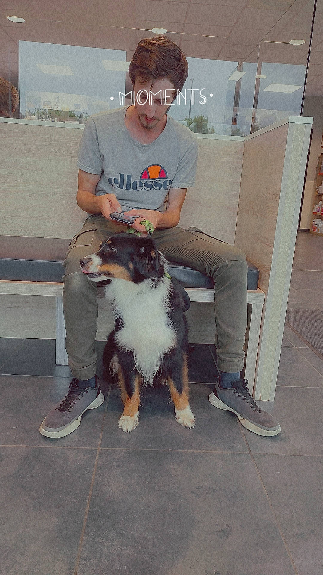 Chipie participe au concours pour gagner de l'argent avec cette photo : border_collie, canidae, carnivore, companion_dog, dog, dog_breed, eyewear, flooring, foot, fun, fur, herding_dog, lap, leg, shetland_sheepdog, sitting, sporting_group, sunglasses, working_animal, working_dog