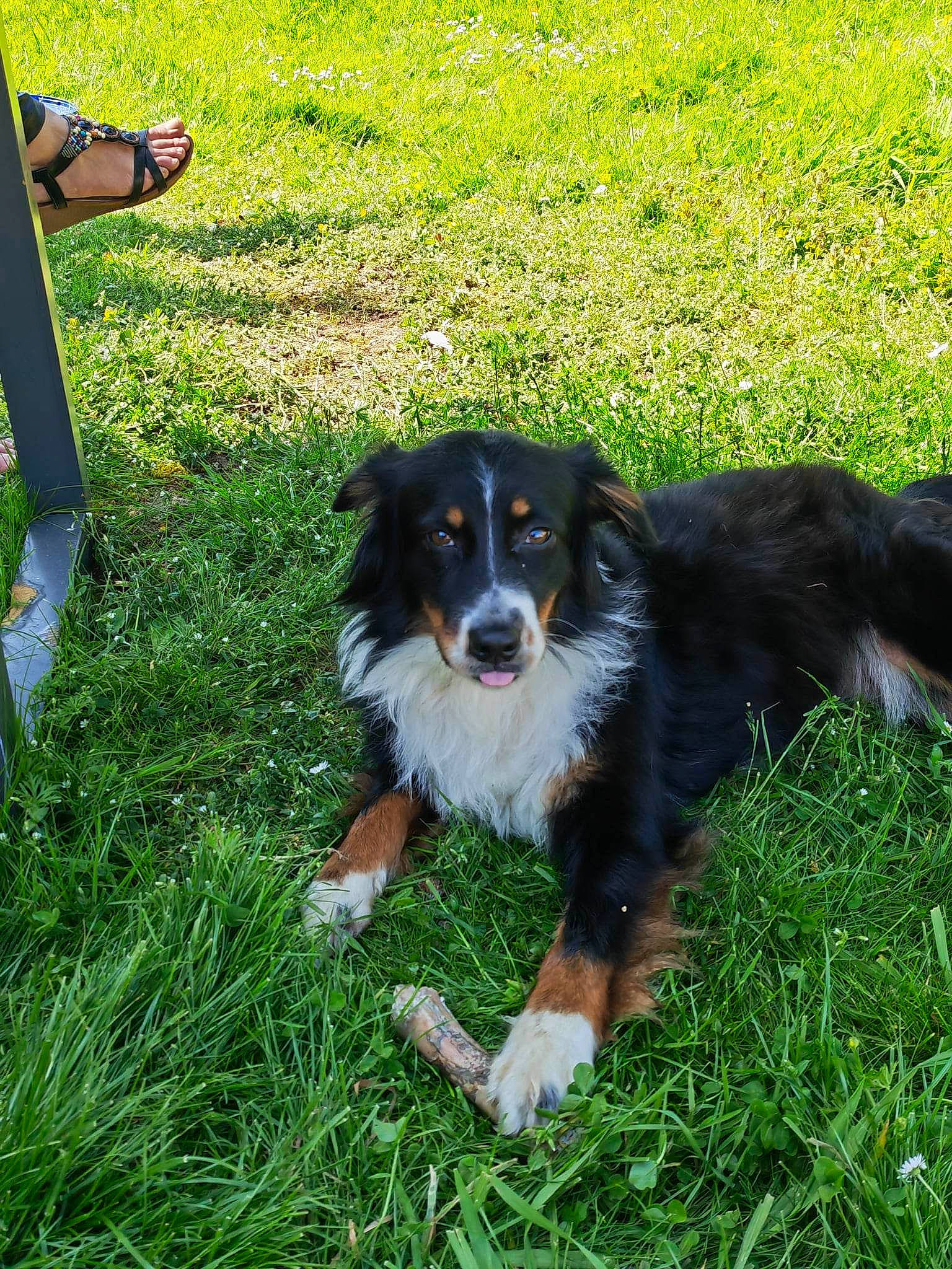 Chipie participe au concours pour gagner de l'argent avec cette photo : canidae, carnivore, companion_dog, dog, dog_breed, grass, herding_dog, lawn, plant, sandal, shorts, sporting_group, working_dog