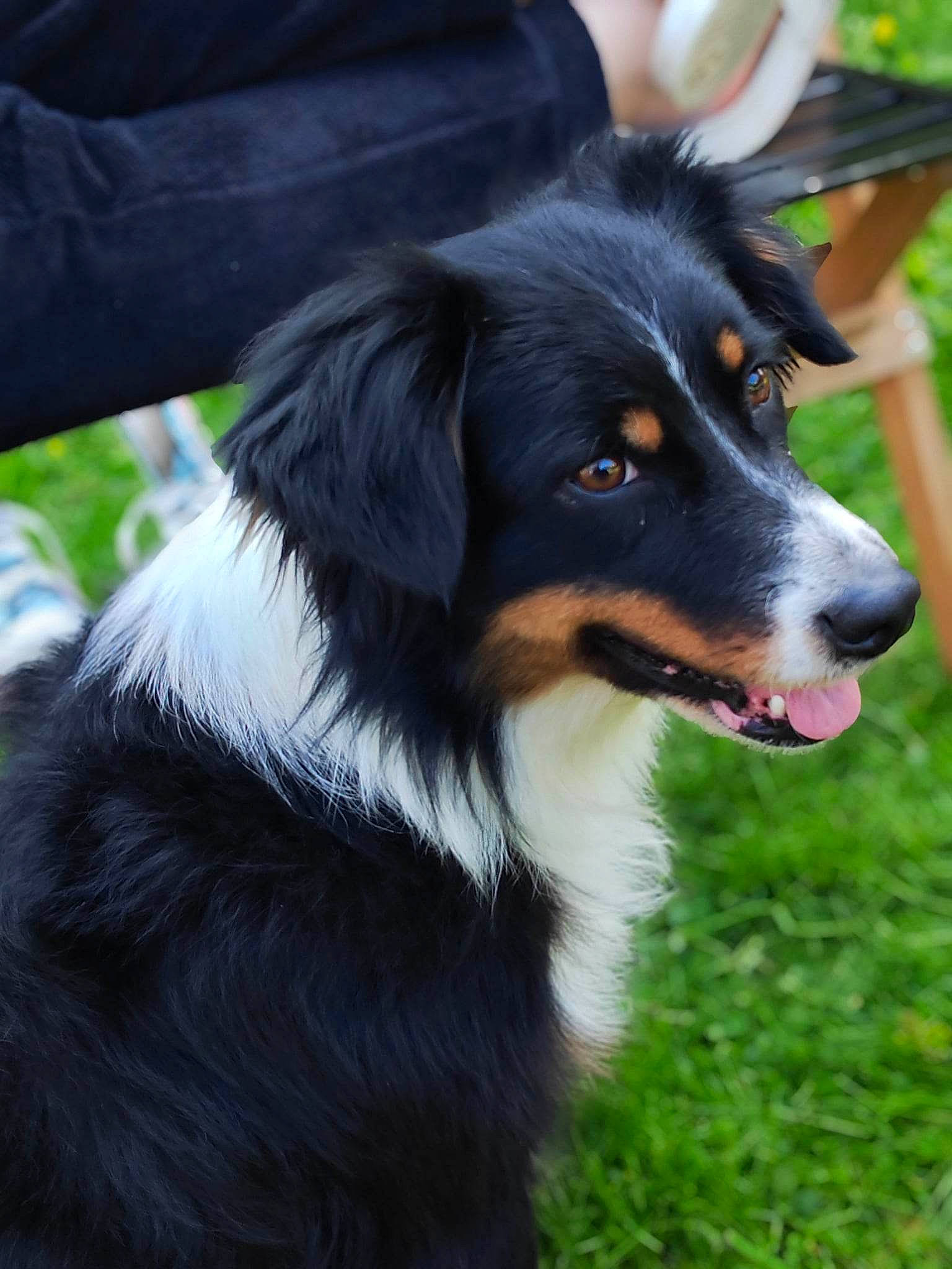 Chipie participe au concours pour gagner de l'argent avec cette photo : australian_collie, bernese_mountain_dog, border_collie, canidae, carnivore, companion_dog, dog, dog_breed, fur, grass, herding_dog, plant, snout, sporting_group, terrestrial_animal, whiskers, working_animal, working_dog