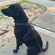 Maximo is registered to the contest to win money with this photo: animal, black_dog, collar, crosswalk, daylight, dog, grass, harness, leash, manhole_cover, neighborhood, outdoor, pavement, pet, portrait, road, sidewalk, sitting, street, urban
