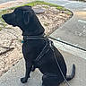 animal, black_dog, collar, crosswalk, daylight, dog, grass, harness, leash, manhole_cover, neighborhood, outdoor, pavement, pet, portrait, road, sidewalk, sitting, street, urban