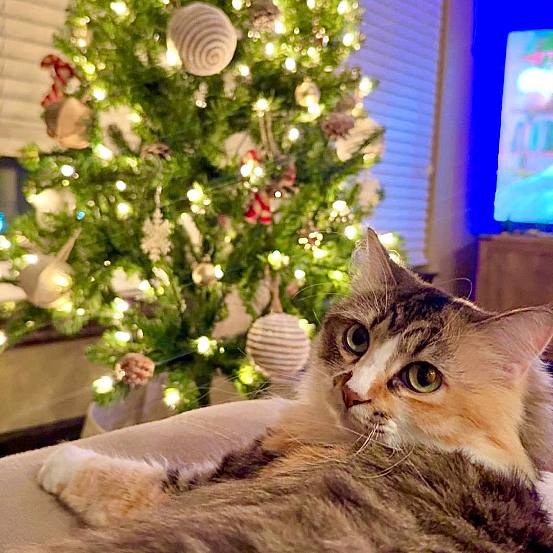 Millie is registered to the contest to win money with this photo: animal, architecture, building, cat, computerhardware, couch, electronics, fir, furniture, hardware, indoors, lighting, livingroom, monitor, plant, pottedplant, room, screen, tree, tv