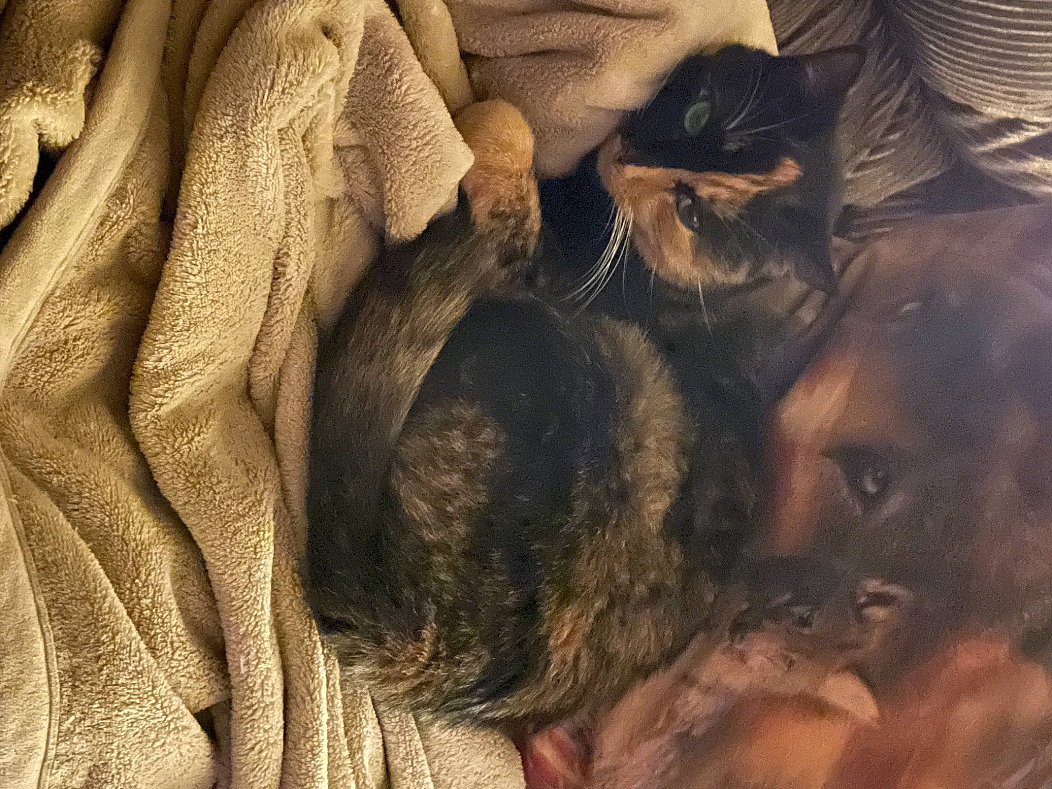 Boots is registered to the contest to win money with this photo: canidae, carnivore, cat, comfort, companion_dog, dog_breed, fawn, felidae, fur, gesture, grey, guard_dog, liver, nap, pattern, small_to_medium_sized_cats, sporting_group, whiskers, wood, wrinkle