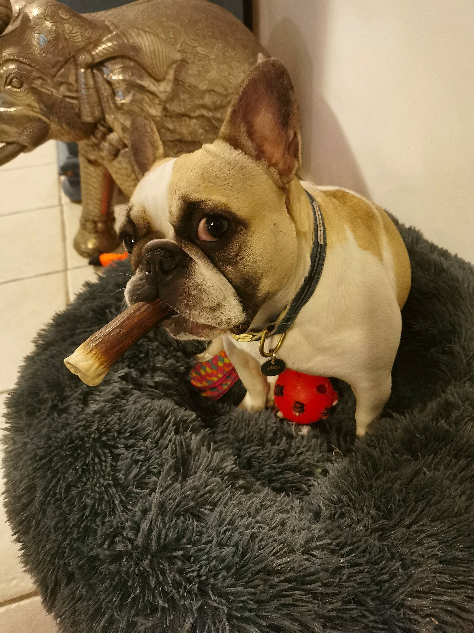 Ema a rejoint le concours — aidez-le/la à gagner de superbes lots ! bulldog, canidae, carnivore, collar, dog, dog_breed, dog_collar, dog_supply, fawn, french_bulldog, fur, non_sporting_group, pet_supply, snout, stuffed_toy, terrestrial_animal, toy, toy_dog, vertebrate, working_animal