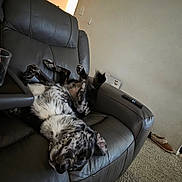 Smokey is registered to the contest to win money with this photo: dog, couch, leather, living_room, upside_down, relaxing, remote_control, slippers, carpet, spotted, pet, indoor, furniture, resting, funny_pose, canine, comfortable, home, legs_up, gray