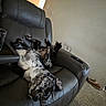 dog, couch, leather, living_room, upside_down, relaxing, remote_control, slippers, carpet, spotted, pet, indoor, furniture, resting, funny_pose, canine, comfortable, home, legs_up, gray