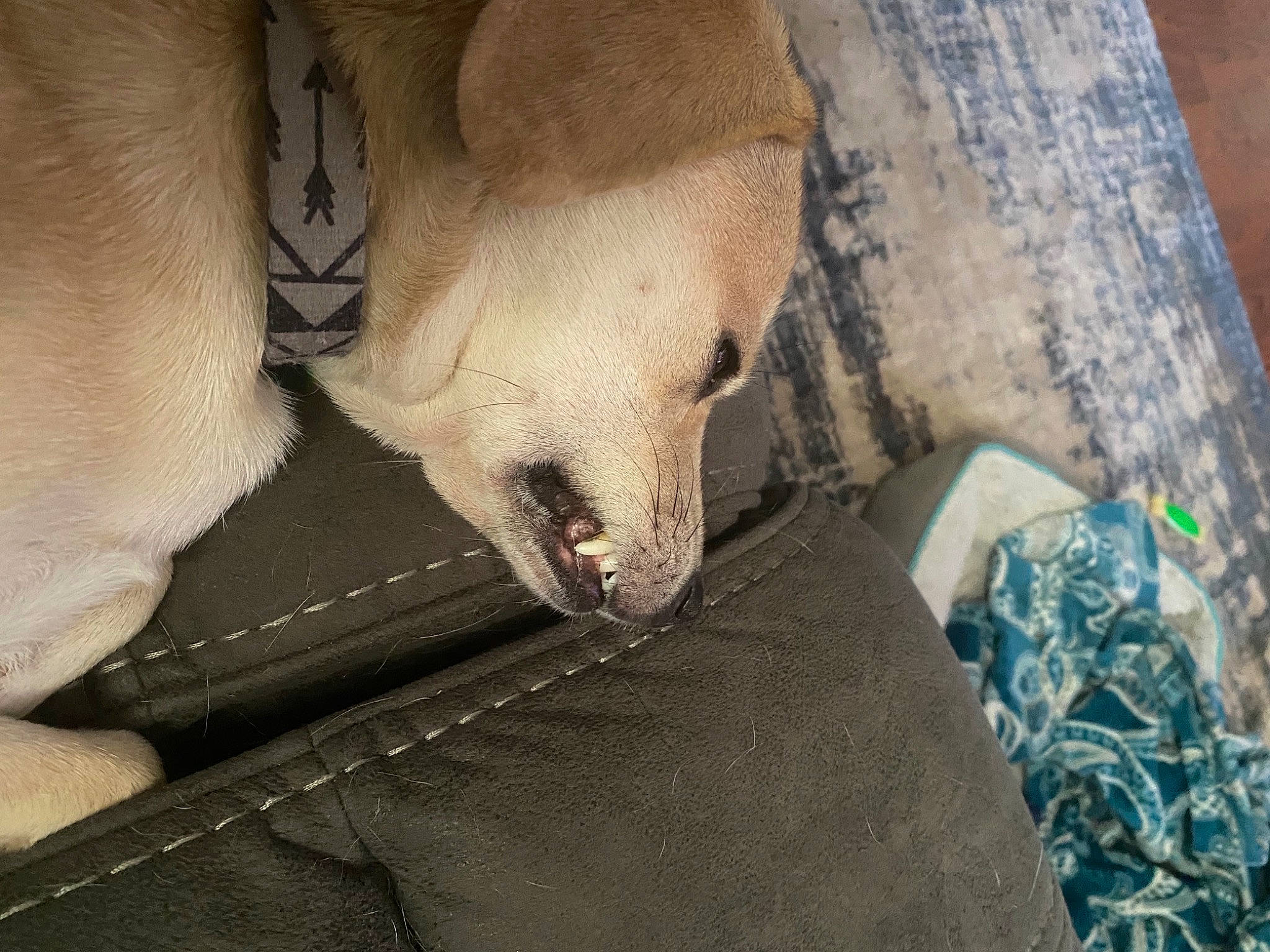 Sloan joined the competition — help win amazing prizes! canidae, carnivore, dog, dog_breed, fawn, marine_mammal, polar_bear, snout, terrestrial_animal