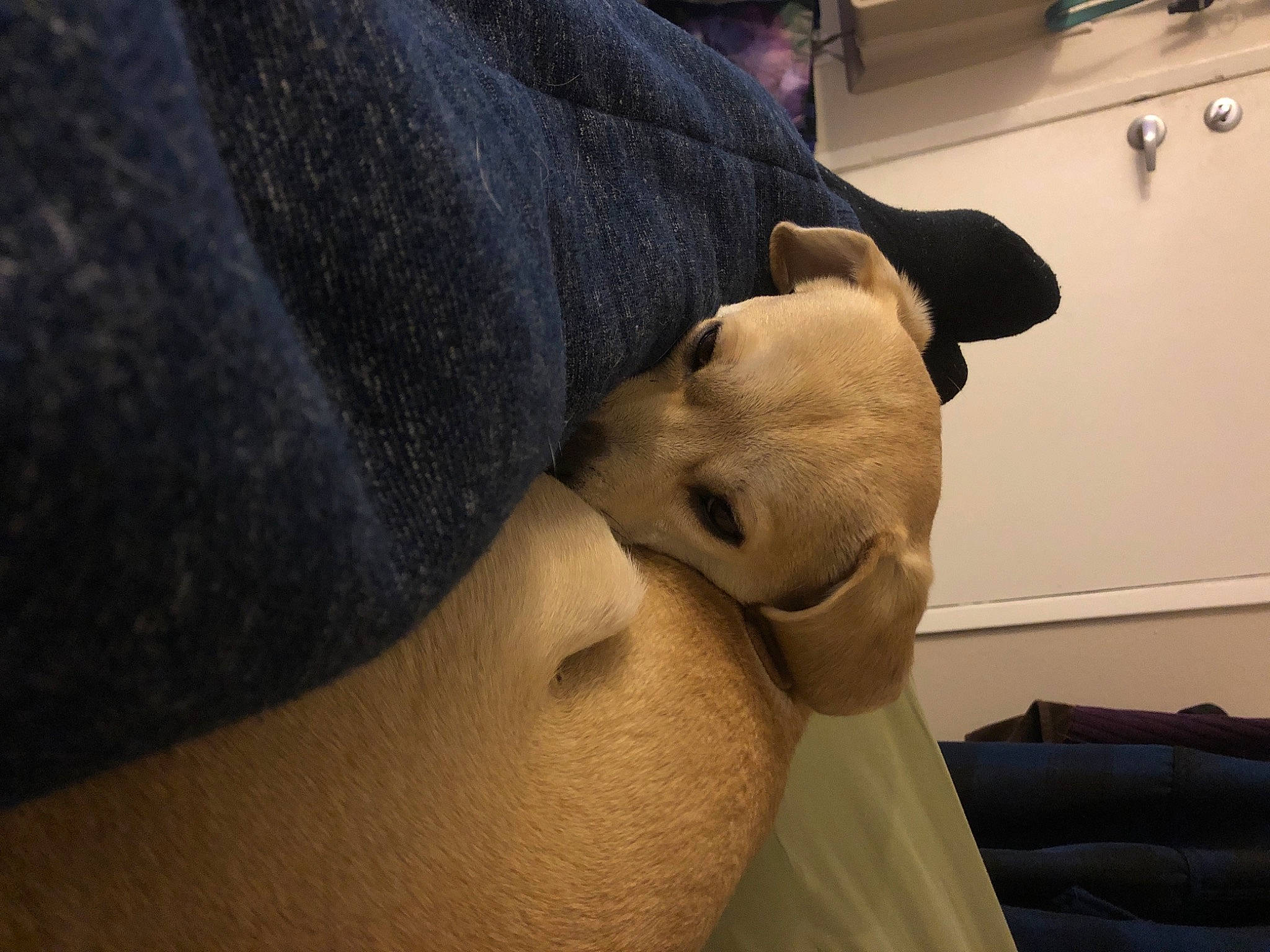 Sloan is registered to the contest to win money with this photo: cabinetry, carnivore, comfort, companion_dog, cupboard, dog, dog_breed, fawn, fur, linens, non_sporting_group, plush, shelf, snout, stuffed_toy, terrestrial_animal, toy, working_animal