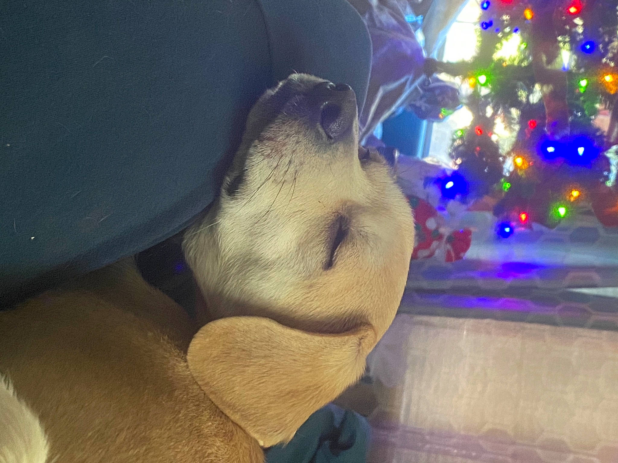 Sloan is registered to the contest to win money with this photo: christmas, christmas_decoration, christmas_eve, christmas_lights, christmas_ornament, christmas_tree, companion_dog, dog_breed, fawn, holiday, marine_mammal, ornament, snout, terrestrial_animal