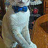 blue, bow_tie, cabinet, cat, close_up, curious, decor, domestic_animal, feline, front_paws, furniture, glassware, gray, indoor, pet, standing, table, wall_hanging, white, wood
