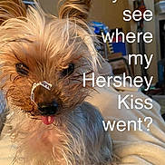 Captain Jack Sparrow joined the competition — help win amazing prizes! bed, bedroom, blanket, brown_fur, chocolate_wrapper, close_up, cute, dog, funny, humor, indoors, nose, pet, portrait, scruffy_dog, sitting, small_dog, text_overlay, tongue_out, white_fur