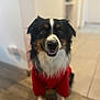Ulky a rejoint le concours — aidez-le/la à gagner de superbes lots ! accessories, animal, bodypart, canine, cockerspaniel, collie, dog, face, hardwood, head, hound, indoors, interiordesign, person, pet, photography, portrait, puppy, strap, wood