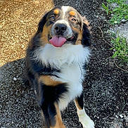 Ulky participe au concours pour gagner de l'argent avec cette photo : animal, black, brown, canine, dirt, dog, ears, fur, grass, happy, muzzle, nature, outdoor, paw, pet, playful, smiling, tongue, walking, white