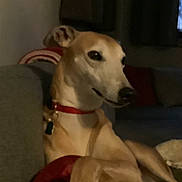 Lola is registered to the contest to win money with this photo: dog, pet, collar, couch, indoor, relaxed, animal, canine, fur, muzzle, ear, snout, domestic_animal, resting, living_room, furniture, home, brown, quiet, companion