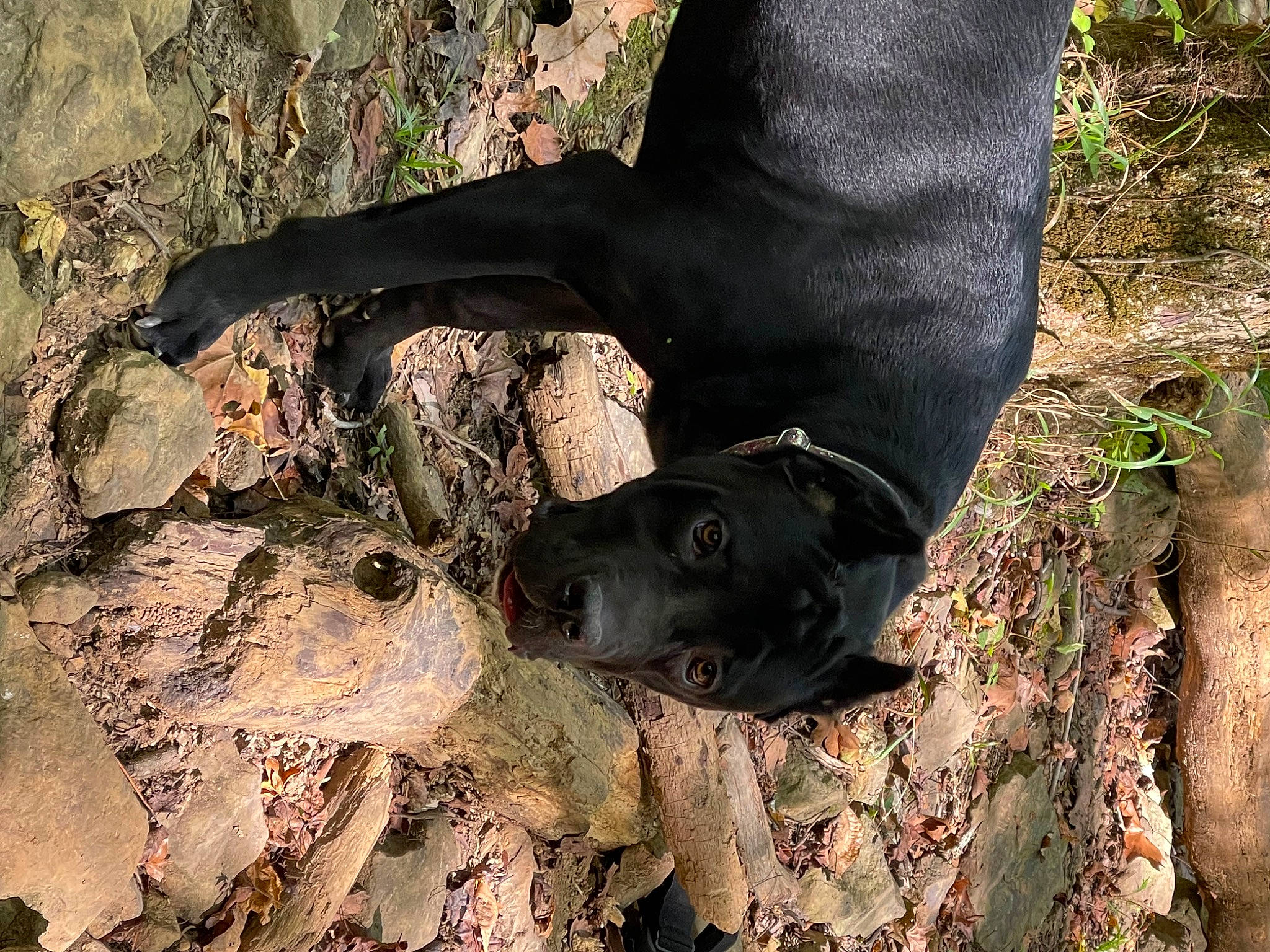 Bodhi is registered to the contest to win money with this photo: carnivore, dog, dog_breed, fawn, foot, gesture, grass, human_body, human_leg, leg, mammal, organism, people_in_nature, soil, terrestrial_animal, thigh, trunk, wood, working_animal, wrist