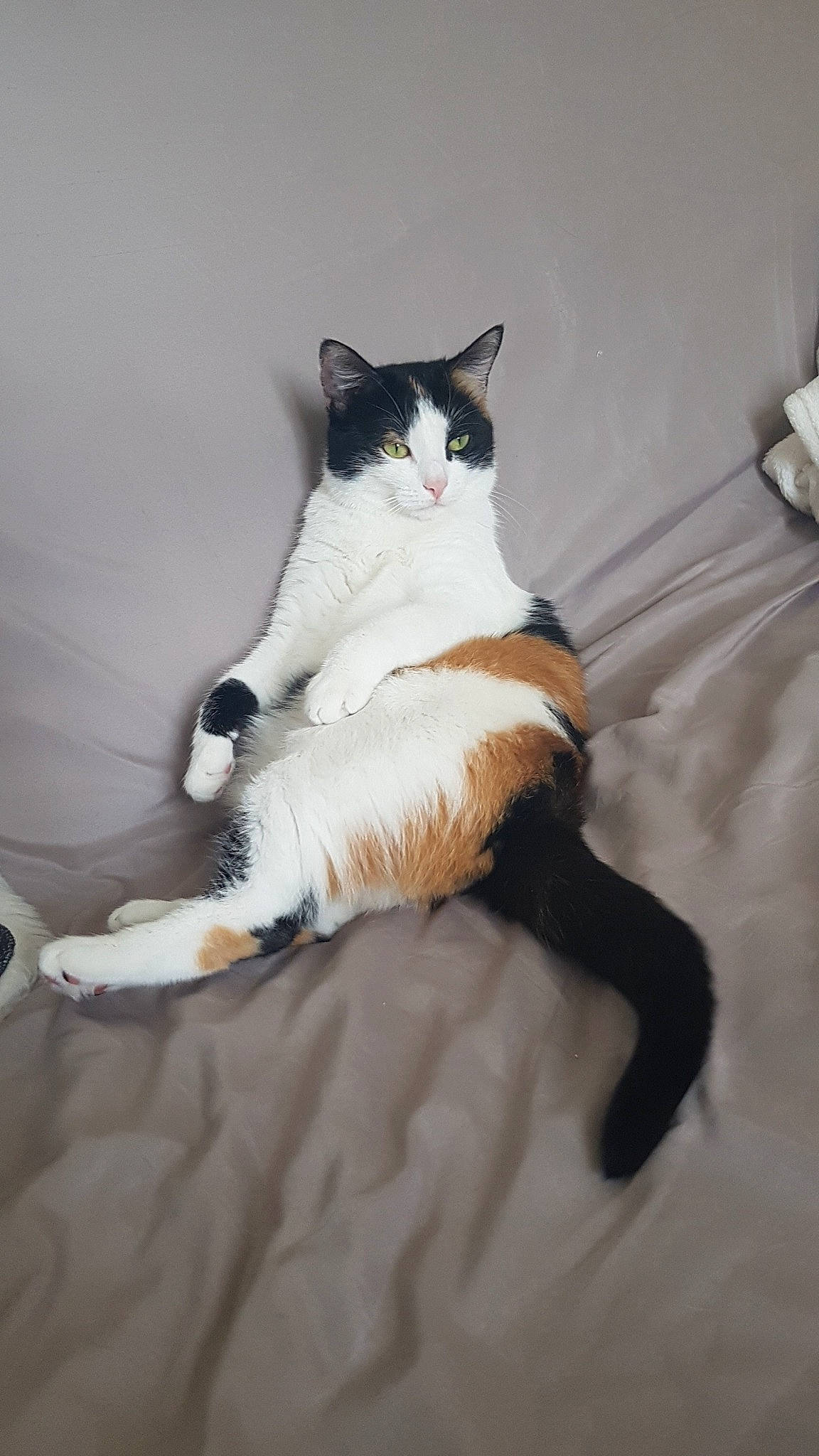 Miya a rejoint le concours — aidez-le/la à gagner de superbes lots ! carnivore, cat, claw, domestic_short_haired_cat, european_shorthair, fawn, felidae, fur, leg, paw, polydactyl_cat, small_to_medium_sized_cats, snowshoe, tail, whiskers