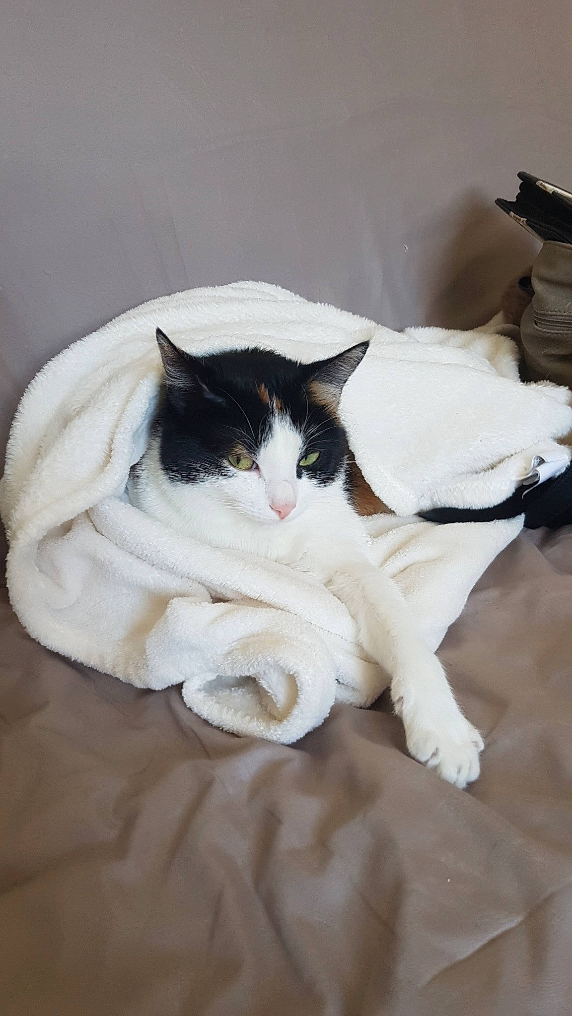 Miya a rejoint le concours — aidez-le/la à gagner de superbes lots ! aegean_cat, carnivore, cat, domestic_short_haired_cat, fawn, felidae, fur, kitten, norwegian_forest_cat, polydactyl_cat, small_to_medium_sized_cats, tail, turkish_van, whiskers, white