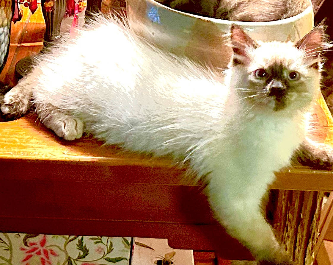 Sasha is registered to the contest to win money with this photo: carnivore, cat, claw, event, fawn, felidae, flooring, fur, paw, small_to_medium_sized_cats, snout, tail, terrestrial_animal, whiskers