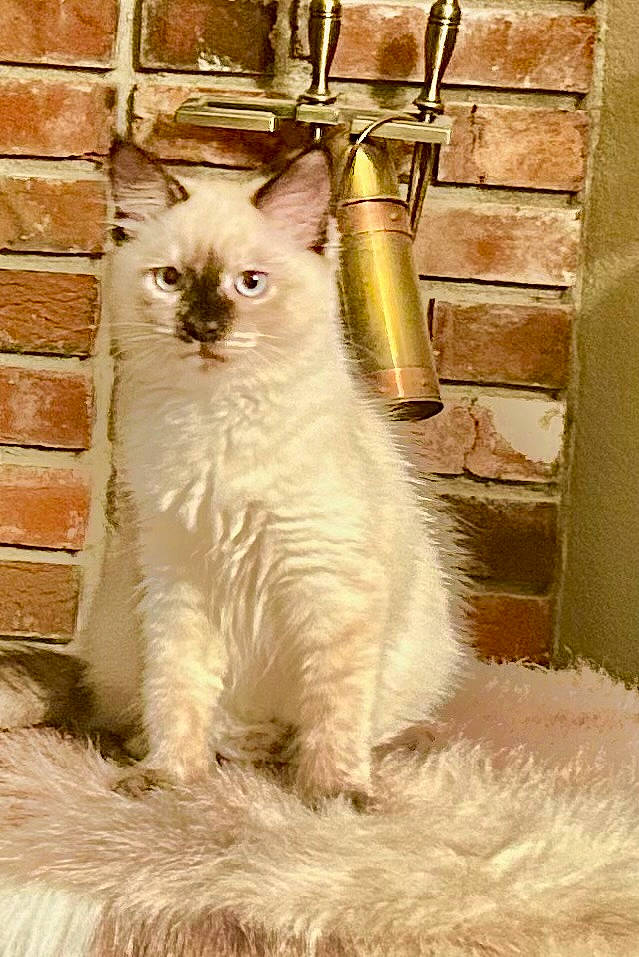 Sasha is registered to the contest to win money with this photo: brick, brickwork, carnivore, cat, door, fawn, felidae, fixture, fur, small_to_medium_sized_cats, snout, tail, terrestrial_animal, whiskers, window, wood