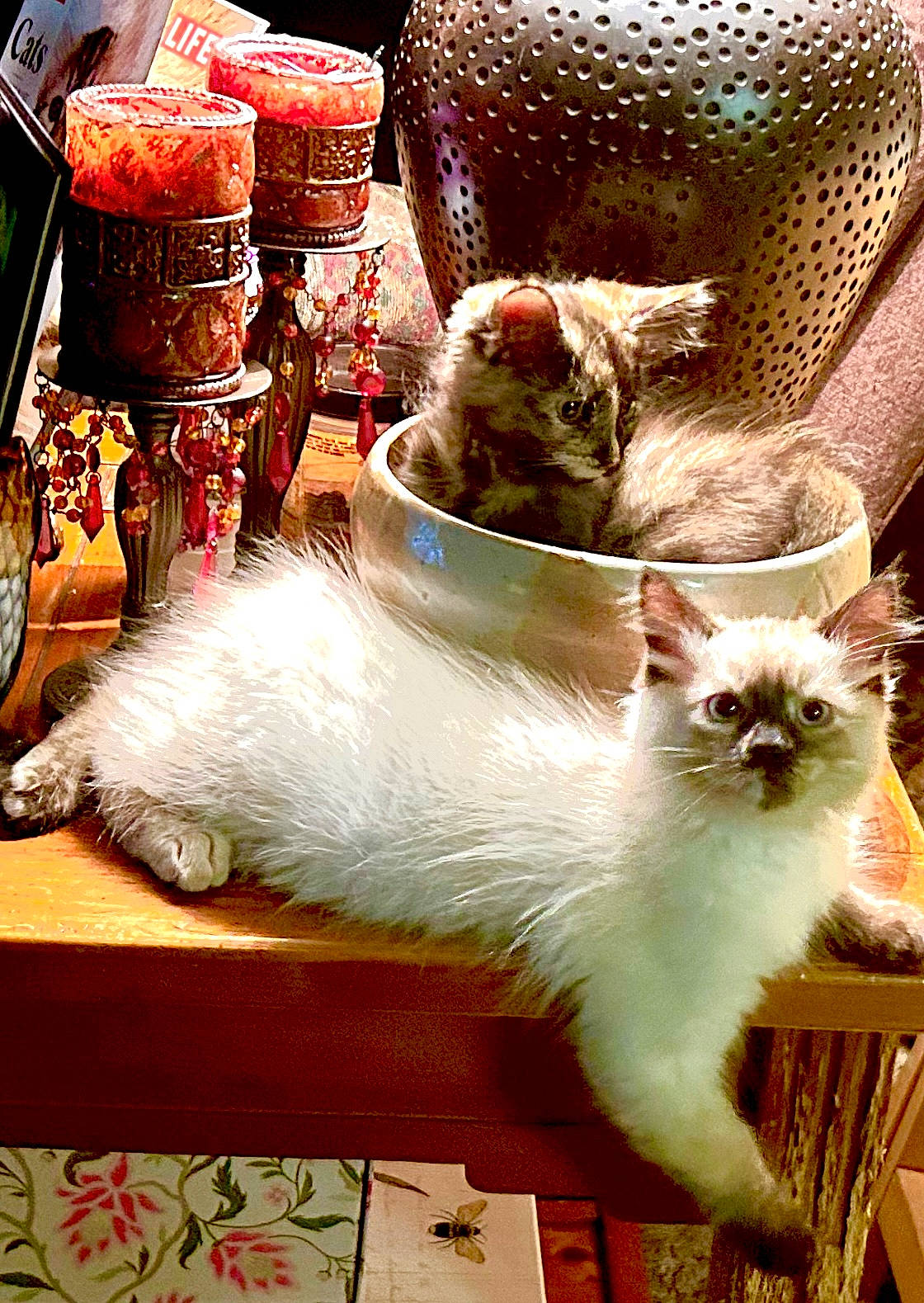 Sasha joined the competition — help win amazing prizes! carnivore, cat, cat_supply, event, fawn, felidae, flooring, fur, small_to_medium_sized_cats, tail, whiskers