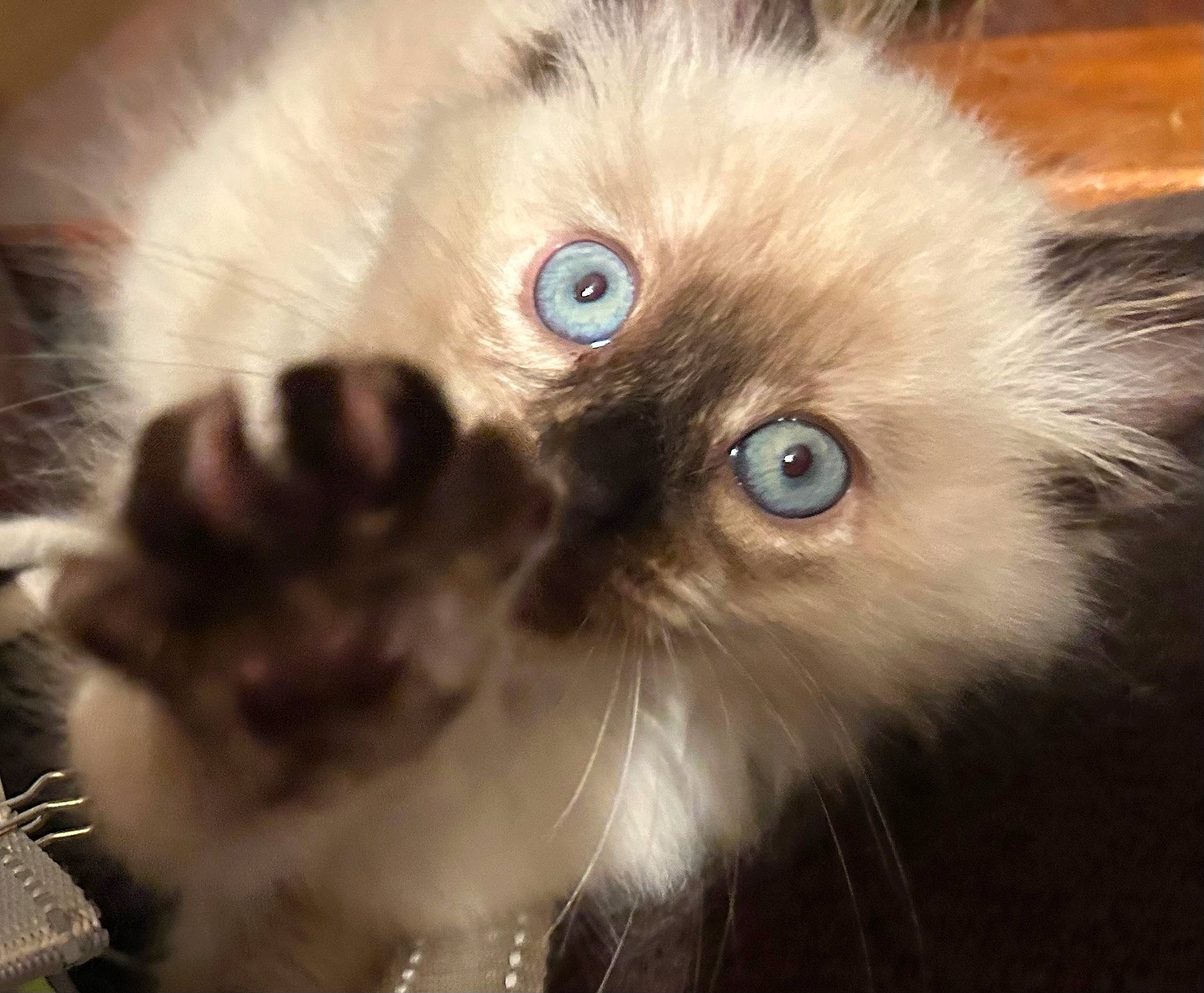 Sasha joined the competition — help win amazing prizes! british_longhair, carnivore, cat, close_up, ear, electric_blue, eye, fawn, felidae, fur, head, iris, macro_photography, persian, plant, small_to_medium_sized_cats, snout, terrestrial_animal, whiskers, working_animal