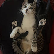 Luna a rejoint le concours — aidez-le/la à gagner de superbes lots ! cat, tabby, backpack, paws, wide_eyes, curious, indoor, feline, pet, fur, whiskers, ears, resting, couch, texture, black, white, animal, cute, surprised