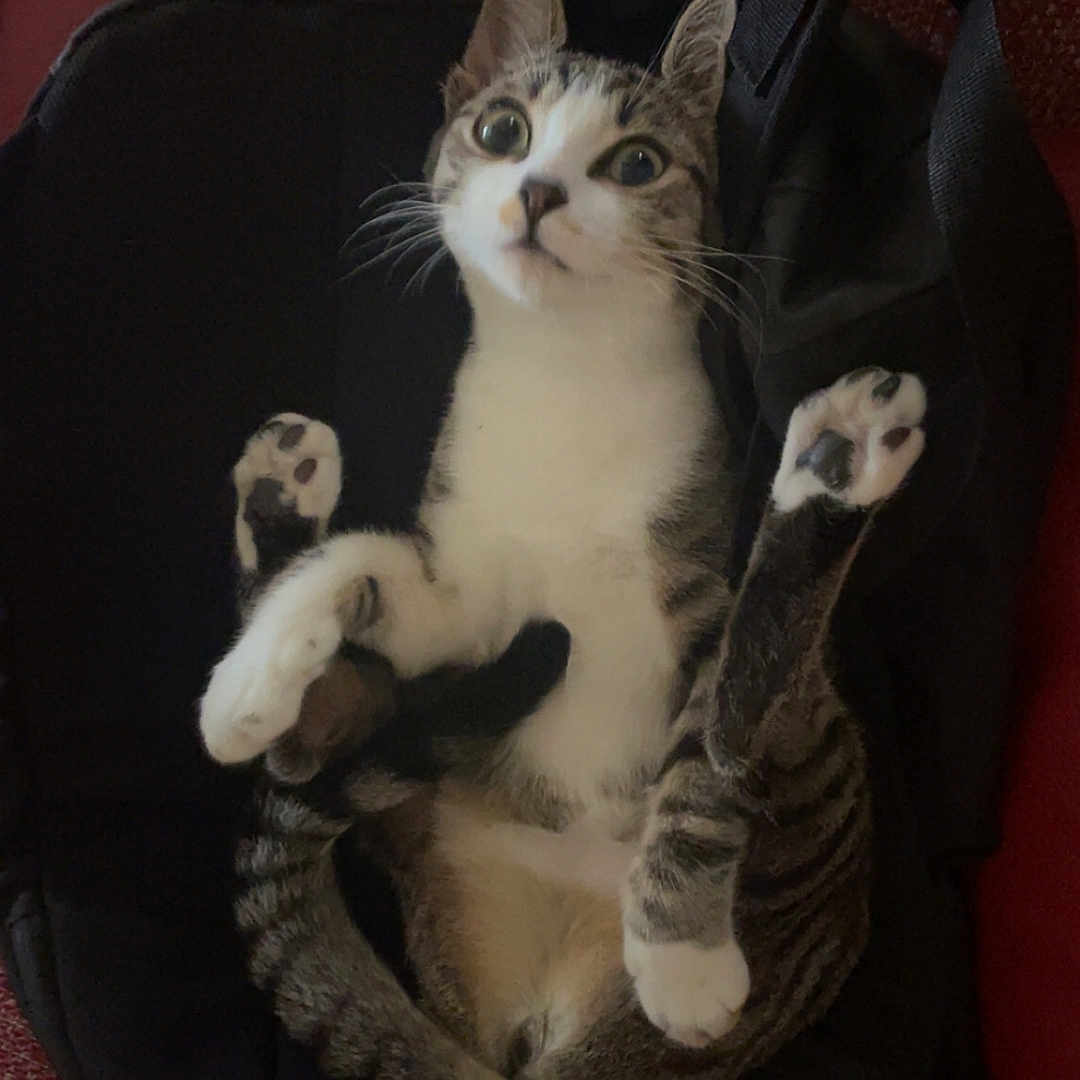 Luna a rejoint le concours — aidez-le/la à gagner de superbes lots ! animal, backpack, black, cat, couch, curious, cute, ears, feline, fur, indoor, paws, pet, resting, surprised, tabby, texture, whiskers, white, wide_eyes