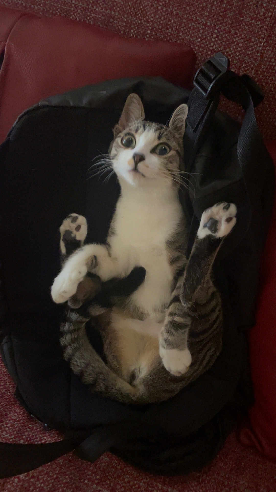 Luna a rejoint le concours — aidez-le/la à gagner de superbes lots ! cat, tabby, backpack, paws, wide_eyes, curious, indoor, feline, pet, fur, whiskers, ears, resting, couch, texture, black, white, animal, cute, surprised