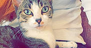 Luna Koudlanski participe au concours pour gagner de l'argent avec cette photo : animal, casual_clothing, cat, closeup, comfort, cute, domestic_animal, feline, fur, green_eyes, hair, indoor, lap, person, pet, relaxed, resting, tabby_cat, whiskers, white_shirt