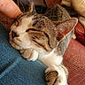 cat, closed_eyes, closeup, comfort, couch, denim, ear, face, fur, human_hand, indoor, leg, paw, pet, quilted_pillow, relaxation, resting, sleepy, tabby, whiskers