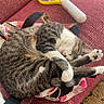Luna Koudlanski participe au concours pour gagner de l'argent avec cette photo : bag, cat, couch, cozy, curled_up, domestic_animal, fabric, feline, fur, home, indoor, paw, pet, red_couch, relaxation, resting, sleep, sleeping, striped, tabby_cat