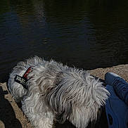 Pops a rejoint le concours — aidez-le/la à gagner de superbes lots ! canine, casual, concrete, daylight, dog, fluffy_dog, footwear, grass, harness, nature, outdoor, pet, relaxation, river, shadow, shoe, side_view, sniffing, water, white_dog