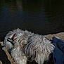 canine, casual, concrete, daylight, dog, fluffy_dog, footwear, grass, harness, nature, outdoor, pet, relaxation, river, shadow, shoe, side_view, sniffing, water, white_dog