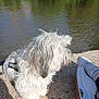 calm, concrete, daylight, dog, fluffy, footwear, fur, greenery, nature, outdoor, person, relaxing, river, shoes, side_view, sitting, sneakers, sunlight, water, white_dog