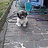 Pops a rejoint le concours — aidez-le/la à gagner de superbes lots ! animal, backyard, brick_patio, cute, daytime, dog, drying_rack, fluffy, garden, grass, hose, household, laundry, outdoor, pet, playful, puppy, sitting, small_dog, yard
