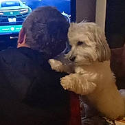 Pops participe au concours pour gagner de l'argent avec cette photo : affection, back_view, brown_couch, companion, couch, cozy, dog, fur, furniture, home, human, indoor, interaction, living_room, person, pet, small_dog, television, watching_tv, white_dog