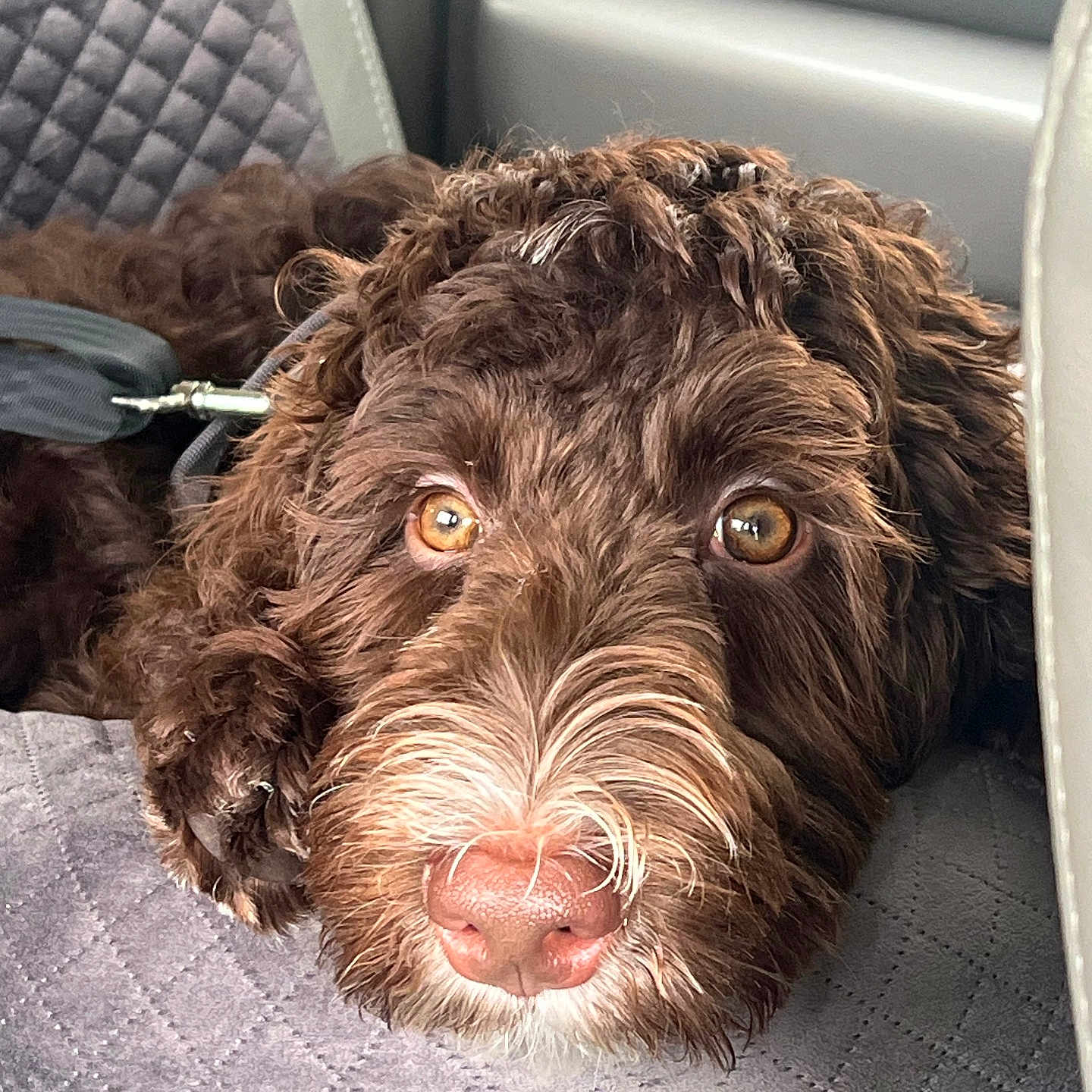 Charlie is registered to the contest to win money with this photo: animal, brown_dog, calm, close_up, cozy, curly_hair, cute, dog, eyes, face, fur, indoor, laying_down, leash, nose, pet, portrait, quilted_surface, seat, vehicle