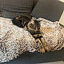 Tiki participe au concours pour gagner de l'argent avec cette photo : animal, blanket, cat, comfort, couch, cozy, domestic_cat, feline, fur, furniture, home, indoor, living_room, paws, pet, relaxed, resting, sleeping, stretching, tabby