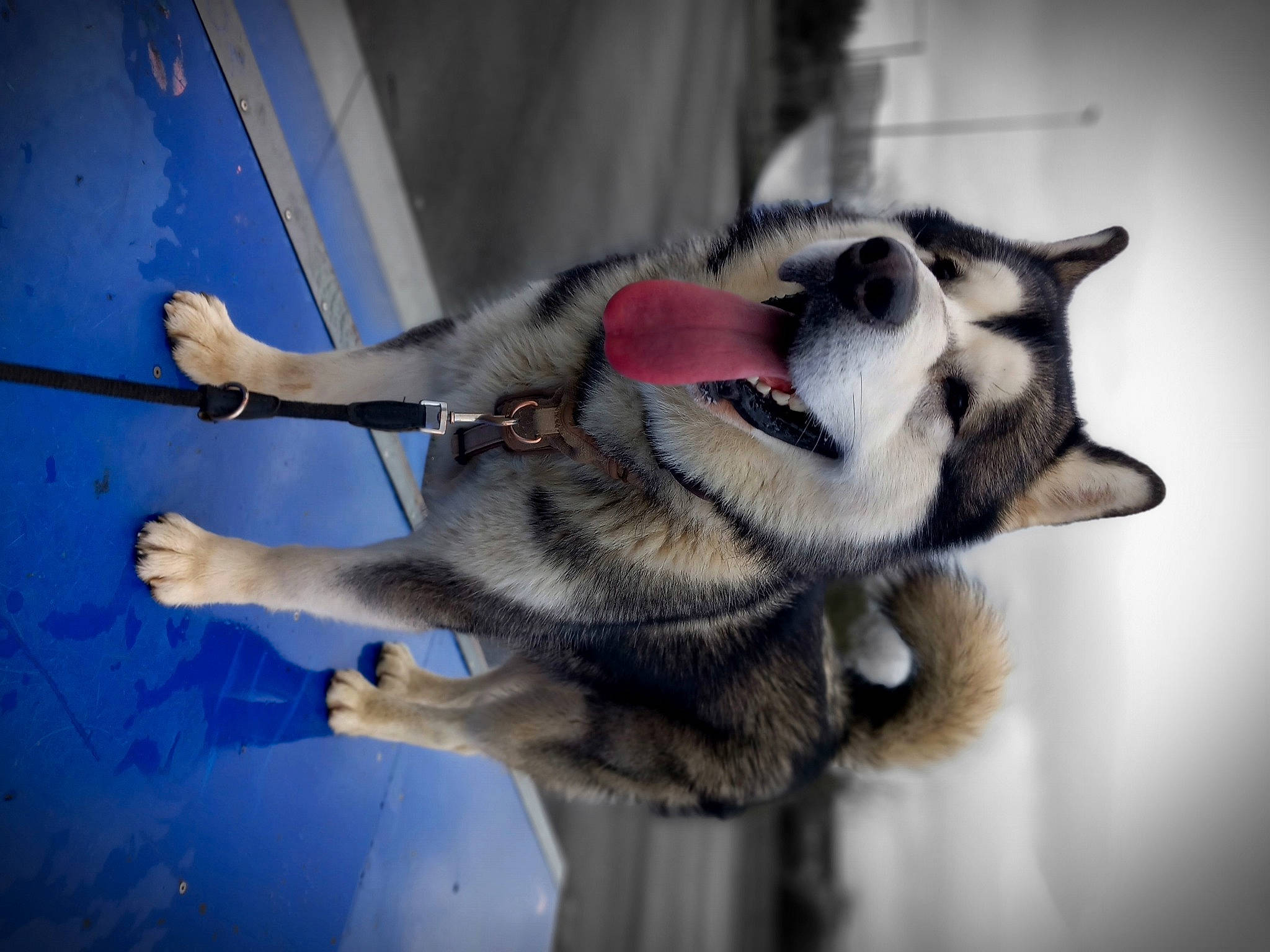 Zéphyr a rejoint le concours — aidez-le/la à gagner de superbes lots ! canidae, canis, carnivore, collar, companion_dog, dog, dog_breed, electric_blue, fawn, fur, paw, sled_dog, snout, sporting_group, tail, terrestrial_animal, whiskers, wildlife, working_animal, working_dog