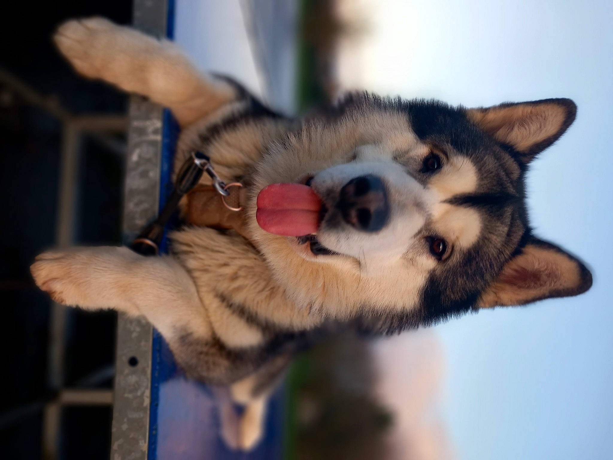 Zéphyr a rejoint le concours — aidez-le/la à gagner de superbes lots ! canidae, canis, carnivore, collar, companion_dog, dog, dog_breed, dog_collar, fawn, foot, fur, herding_dog, paw, pet_supply, siberian_husky, sled_dog, snout, sporting_group, whiskers, working_animal