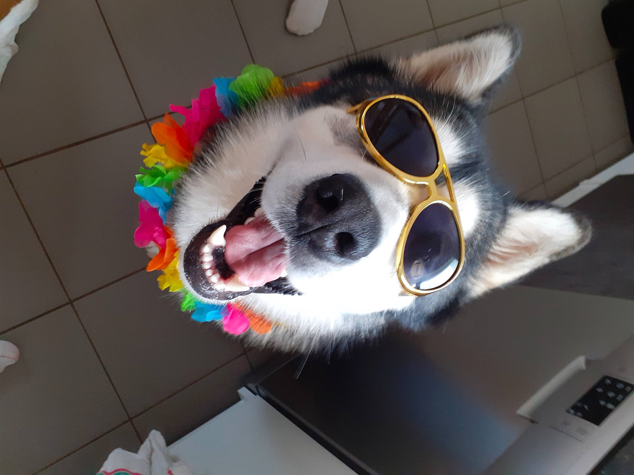 Zéphyr a rejoint le concours — aidez-le/la à gagner de superbes lots ! audio_equipment, carnivore, collar, companion_dog, costume, dog_breed, dog_supply, eyewear, flooring, fur, paw, personal_protective_equipment, plush, room, selfie, snout, stuffed_toy, toy, whiskers