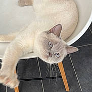 Swann participe au concours pour gagner de l'argent avec cette photo : cat, cream_colored, blue_eyes, chair, white_chair, wooden_legs, tile_floor, playful, pet, feline, indoor, domestic_animal, paw, whiskers, relaxed, looking_up, fur, animal, cute, curious