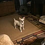 dog, small_dog, white_dog, pet, living_room, rug, carpet, fan, television, furniture, cabinet, floor, collar, standing, ears, looking_at_camera, indoor, cozy, blanket, home_interior