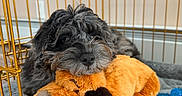 Murphy is registered to the contest to win money with this photo: puppy, dog, stuffed_toy, crate, pet_bed, blanket, curly_fur, toy, cozy, indoor, animal, cute, resting, orange, gray, black, golden, soft, pet, play
