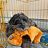 puppy, dog, stuffed_toy, crate, pet_bed, blanket, curly_fur, toy, cozy, indoor, animal, cute, resting, orange, gray, black, golden, soft, pet, play