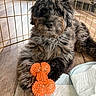 Murphy is registered to the contest to win money with this photo: puppy, dog, toy, orange, floor, wooden_floor, playpen, pet, animal, curly_hair, chew_toy, indoor, training_pad, cute, fur, pet_toy, young_dog, resting, brown, black