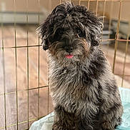 Murphy is registered to the contest to win money with this photo: dog, puppy, curly_fur, fluffy, tongue_out, indoor, pet, training_pad, wire_fence, brown_floor, cute, sitting, close_up, canine, companion, animal, adorable, fur, domestic, portrait