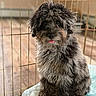dog, puppy, curly_fur, fluffy, tongue_out, indoor, pet, training_pad, wire_fence, brown_floor, cute, sitting, close_up, canine, companion, animal, adorable, fur, domestic, portrait